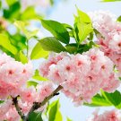 20 PCS Seeds Bonsai Pinkish Red Japanese Sakura Cherry Blossoms Flower 20 PCS Seeds Bonsai Pinkish Red Japanese Sakura Cherry Blossoms Flower
