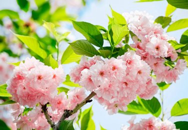 20 PCS Seeds Bonsai Pinkish Red Japanese Sakura Cherry Blossoms Flower