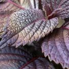 100 PCS Seeds Bonsai Plants Garden Rare Plants Red Shiso Frutescens Purple Perilla Plantas 100 PCS Seeds Bonsai Plants Garden Rare Plants Red Shiso Frutescens Purple Perilla Plantas