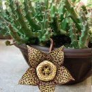 120 PCS Seeds Bonsai Plants Stapelia Pulchella Plant Perennial Flower Bonsai 120 PCS Seeds Bonsai Plants Stapelia Pulchella Plant Perennial Flower Bonsai