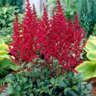 100 PCS Seeds Bonsai Purple Red White Blue Pink Green Colorful Perennial Garden Flowers 100 PCS Seeds Bonsai Purple Red White Blue Pink Green Colorful Perennial Garden Flowers