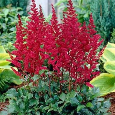 100 PCS Seeds Bonsai Purple Red White Blue Pink Green Colorful Perennial Garden Flowers