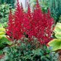 100 PCS Seeds Bonsai Purple Red White Blue Pink Green Colorful Perennial Garden Flowers