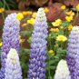 100 PCS Seeds Bonsai Purple Red White Blue Pink Green Colorful Perennial Garden Flowers