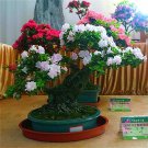 100 PCS Seeds Bonsai Rhododendron Azalea Flower
