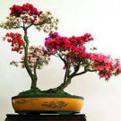 100 PCS Seeds Bonsai Rhododendron Flower Easy to Grow Azalea Bonsai Family & Garden 100 PCS Seeds Bonsai Rhododendron Flower Easy to Grow Azalea Bonsai Family & Garden