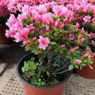 100 PCS Seeds Bonsai Rhododendron Flower Easy to Grow Azalea Bonsai Family & Garden
