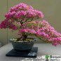 100 PCS Seeds Bonsai Rhododendron Flower Easy to Grow Azalea Bonsai Family & Garden