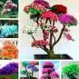 100 PCS Seeds Bonsai Rhododendron Flower Easy to Grow Azalea Bonsai Family & Garden