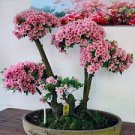 100 PCS Seeds Bonsai Rhododendron Flower Easy to Grow Azalea Bonsai Family & Garden Flower 100 PCS Seeds Bonsai Rhododendron Flower Easy to Grow Azalea Bonsai Family & Garden Flower