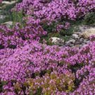 200 PCS Seeds Bonsai Rock Cress Flower Climbing Plant Creeping Thyme Flores 200 PCS Seeds Bonsai Rock Cress Flower Climbing Plant Creeping Thyme Flores