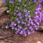 200 PCS Seeds Bonsai Rock Cress Flower Climbing Plant Creeping Thyme Flores