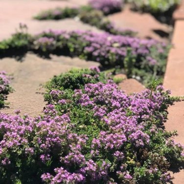 200 PCS Seeds Bonsai Rock Cress Flower Climbing Plant Creeping Thyme Flores