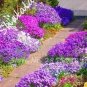 200 PCS Seeds Bonsai Rock Cress Flower Climbing Plant Creeping Thyme Flores