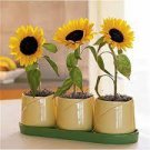 1 PCS Seeds Bonsai Short Sunflower