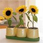 1 PCS Seeds Bonsai Short Sunflower
