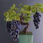15 PCS Seeds Bonsai Super Black Grape 'Hei Fei' Organic