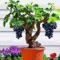 15 PCS Seeds Bonsai Super Black Grape 'Hei Fei' Organic
