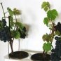 15 PCS Seeds Bonsai Super Black Grape 'Hei Fei' Organic