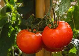 100 PCS Seeds Bonsai Tomato Giant 36 Types of Vegetable Fruits