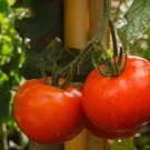 100 PCS Seeds Bonsai Tomato Giant 36 Types of Vegetable Fruits 100 PCS Seeds Bonsai Tomato Giant 36 Types of Vegetable Fruits