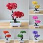 50 PCS Seeds Bonsai Tree Cedar Flores Siberian Carpet Cypress plantas Arborvitae Plante