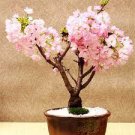 10 PCS Seeds Bonsai Tree Japanese Sakura Bonsai Rare Japanese Cherry