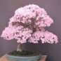 10 PCS Seeds Bonsai Tree Japanese Sakura Bonsai Rare Japanese Cherry