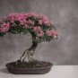 10 PCS Seeds Bonsai Tree Japanese Sakura Bonsai Rare Japanese Cherry