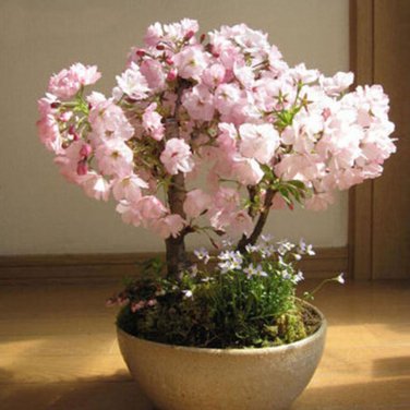 10 PCS Seeds Bonsai Tree Japanese Sakura Bonsai Rare Japanese Cherry Blossoms Flowers