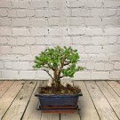 50 PCS Seeds Bonsai Tree Yucca Bonsai, DIY Potted Plants