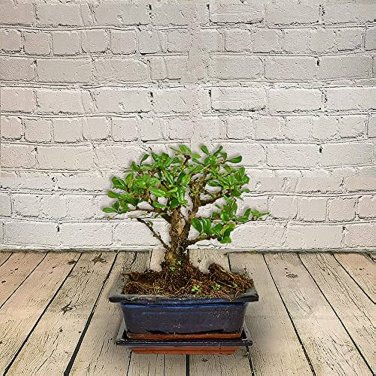 50 PCS Seeds Bonsai Tree Yucca Bonsai, DIY Potted Plants
