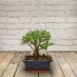 50 PCS Seeds Bonsai Tree Yucca Bonsai, DIY Potted Plants