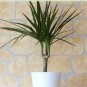 50 PCS Seeds Bonsai Tree Yucca Bonsai, DIY Potted Plants