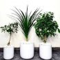 50 PCS Seeds Bonsai Tree Yucca Bonsai, DIY Potted Plants