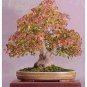 20 PCS Seeds Bonsai Trident Maple