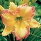 50 PCS Seeds Bonsai Unique Daylilies Hemerocallis Fulva Day Lily Flower Mixed Color 50 PCS Seeds Bonsai Unique Daylilies Hemerocallis Fulva Day Lily Flower Mixed Color