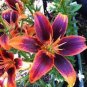 50 PCS Seeds Bonsai Unique Daylilies Hemerocallis Fulva Day Lily Flower Mixed Color
