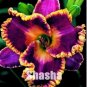 50 PCS Seeds Bonsai Unique Daylilies Hemerocallis Fulva Day Lily Flower Mixed Color