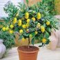 30 PCS Seeds Bonsai Yellow Green Lemon Tree