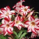 2 PCS Seeds Border Gem' Adenium Obesum Indoor Bonsai Flower 2 PCS Seeds Border Gem' Adenium Obesum Indoor Bonsai Flower