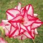 2 PCS Seeds Border Gem' Adenium Obesum Indoor Bonsai Flower