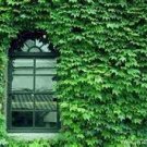 100 PCS Seeds Boston Ivy Outdoor Creepers Plant 100 PCS Seeds Boston Ivy Outdoor Creepers Plant