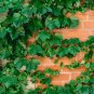 100 PCS Seeds Boston Ivy Outdoor Creepers Plant