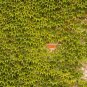 100 PCS Seeds Boston Ivy Outdoor Creepers Plant