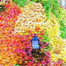 1000 PCS Seeds Boston Ivy Plants Rare and Original Japanese Creeper Plants 1000 PCS Seeds Boston Ivy Plants Rare and Original Japanese Creeper Plants
