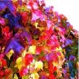 1000 PCS Seeds Boston Ivy Plants Rare and Original Japanese Creeper Plants