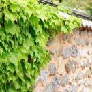 50 PCS Seeds Boston Ivy Seeds Parthenocissus Tricuspidata Veitchii Vine