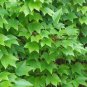 50 PCS Seeds Boston Ivy Seeds Parthenocissus Tricuspidata Veitchii Vine
