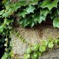 50 PCS Seeds Boston Ivy Seeds Parthenocissus Tricuspidata Veitchii Vine
